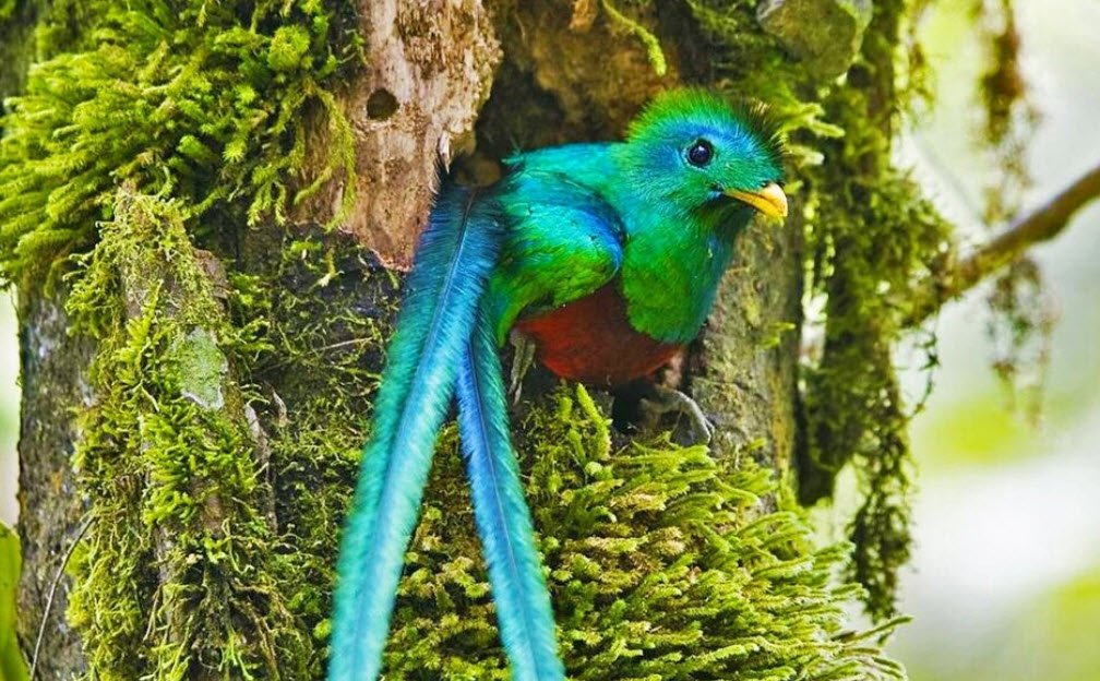 Biotopo del Quetzal, Baja Verapaz Department, Guatemala
